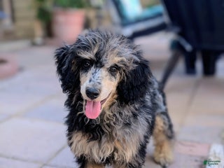 Miniature Poodle dogs Severus - Ad 28