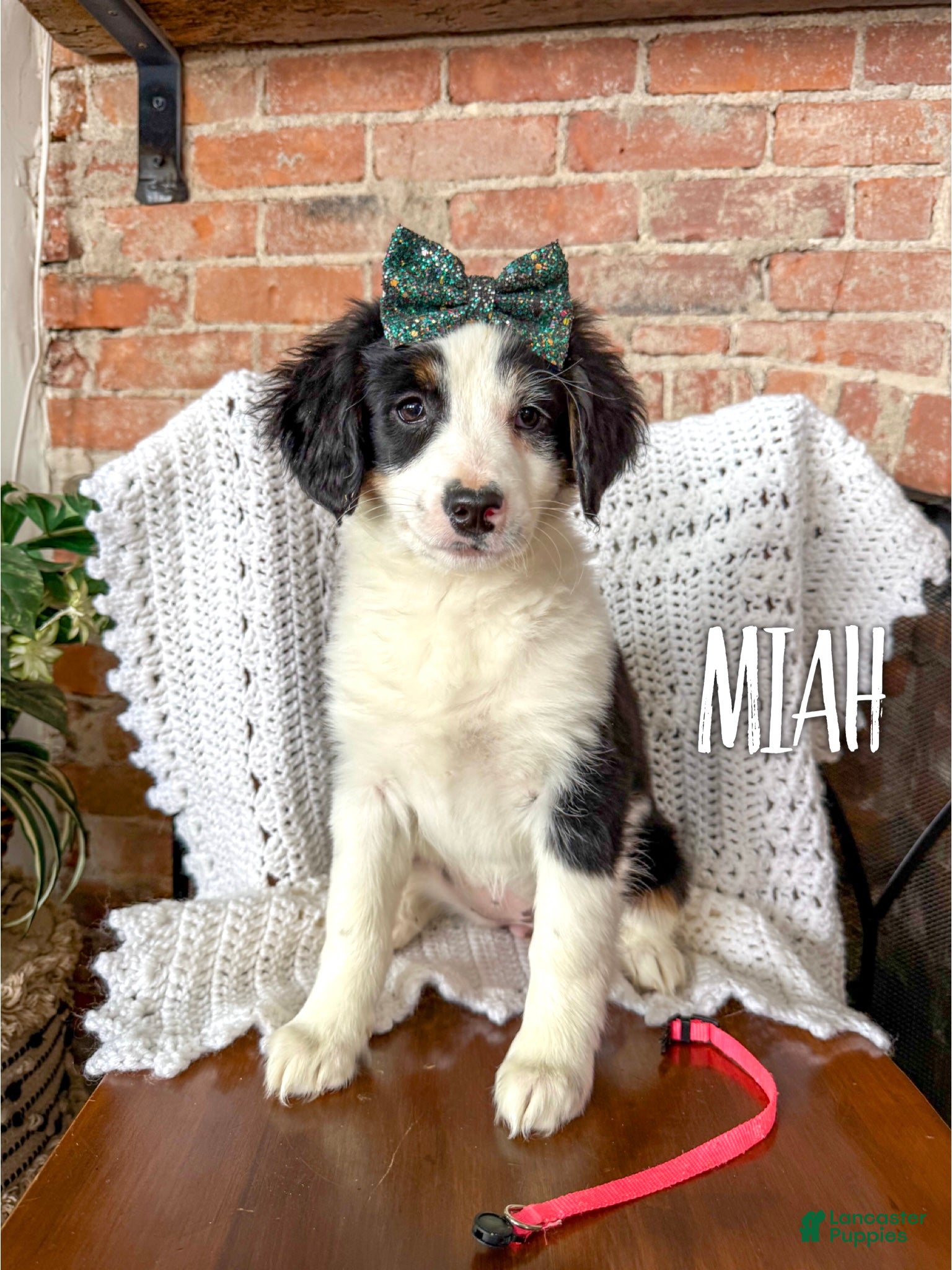 Mini Bernedoodle dogs Miah - Ad 14