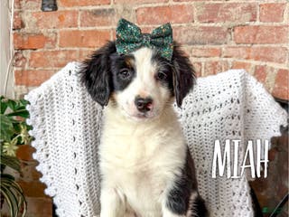 Mini Bernedoodle dogs Miah - Ad 14