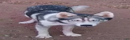 Siberian Husky dogs for sale: Boy - Ad 5
