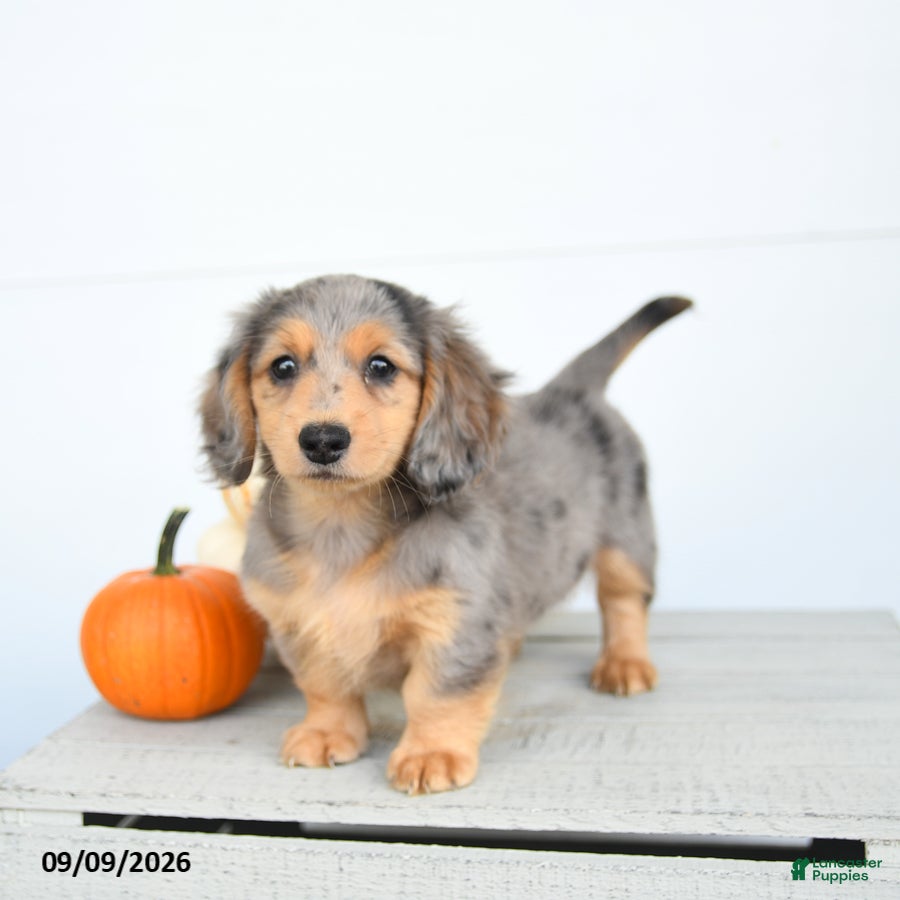 Miniature Dachshund dogs Patches - Ad 27