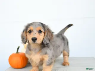 Miniature Dachshund dogs Patches - Ad 27