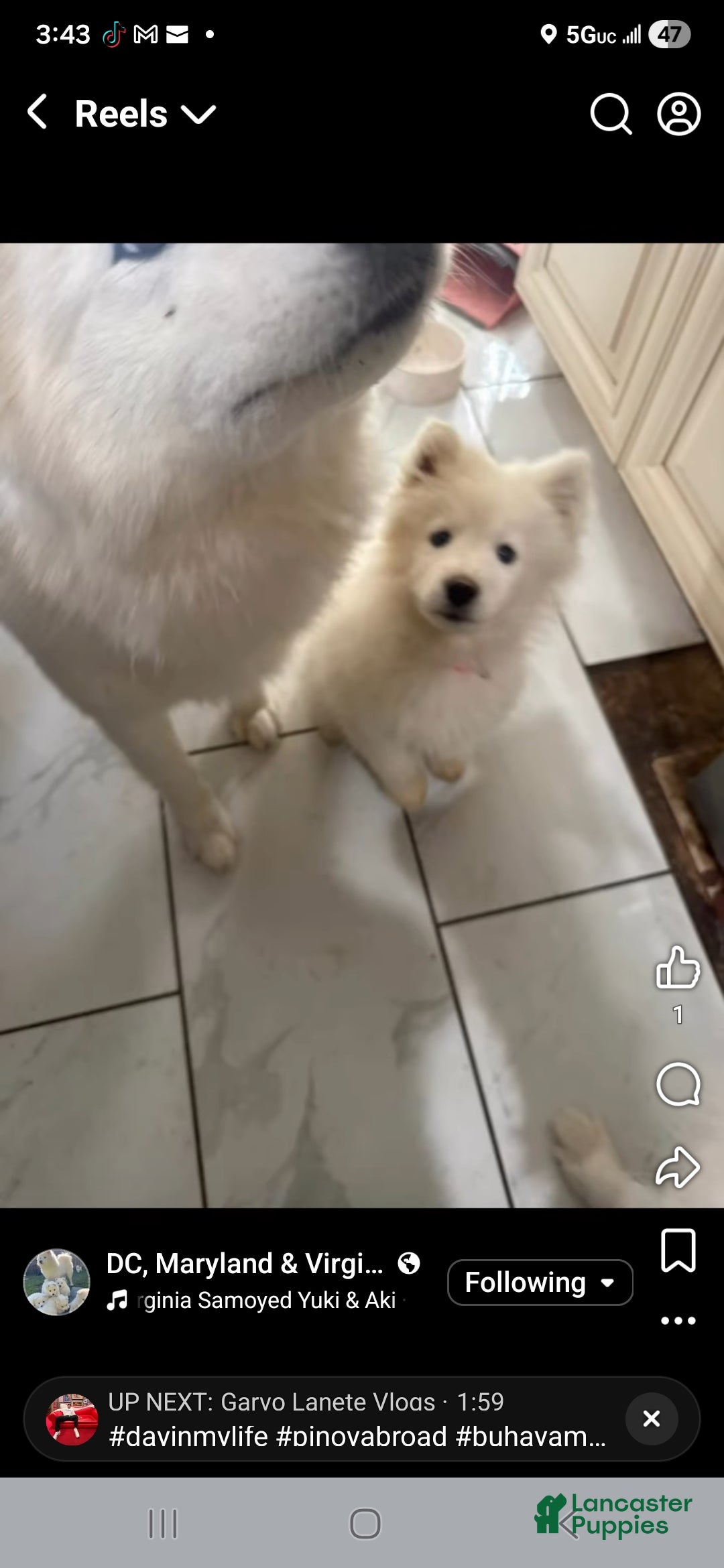 Samoyed dogs Samoyed Puppy 1 - Ad 1