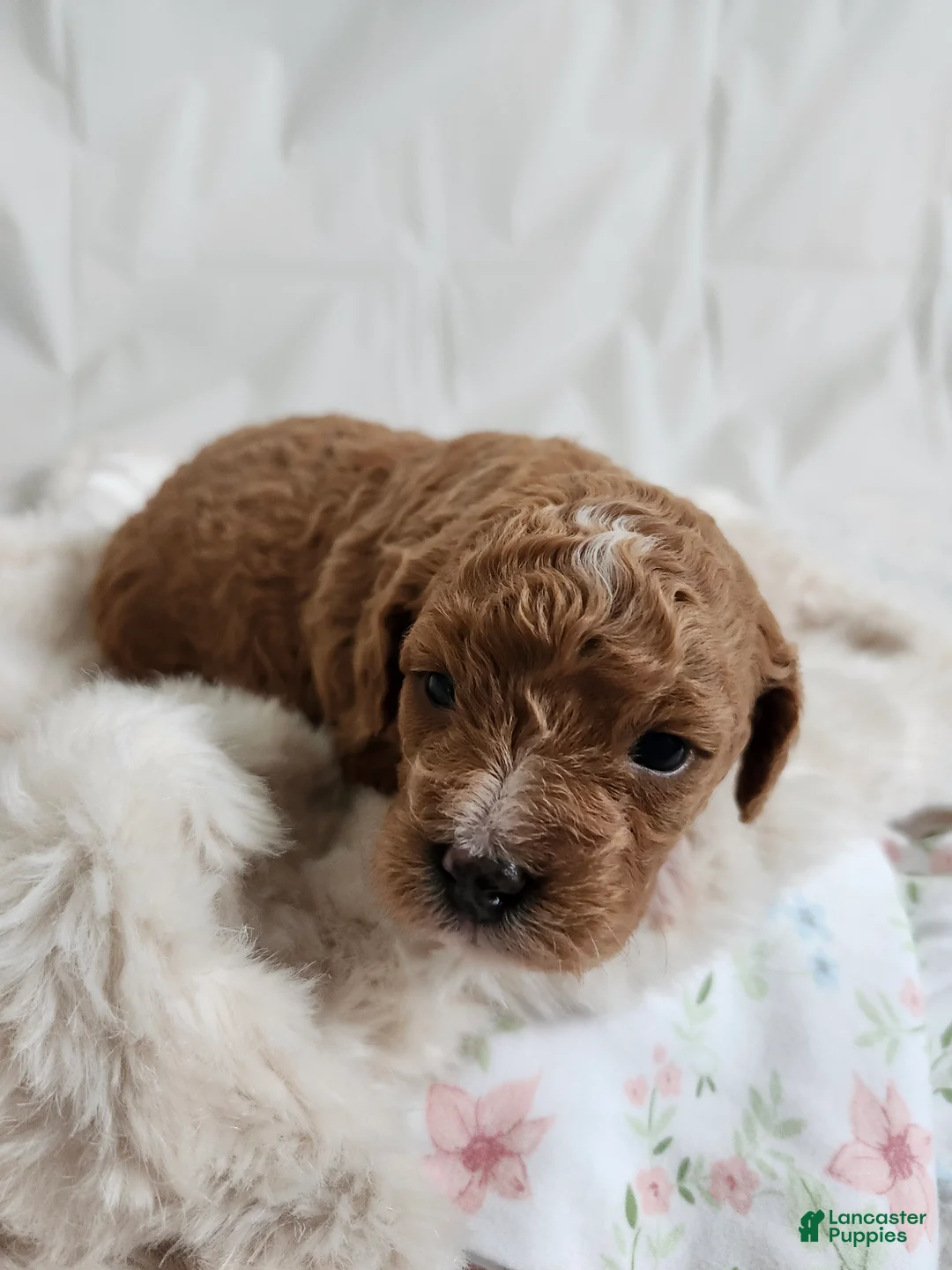 Cavapoo dogs for sale: Felicity  - Ad 2