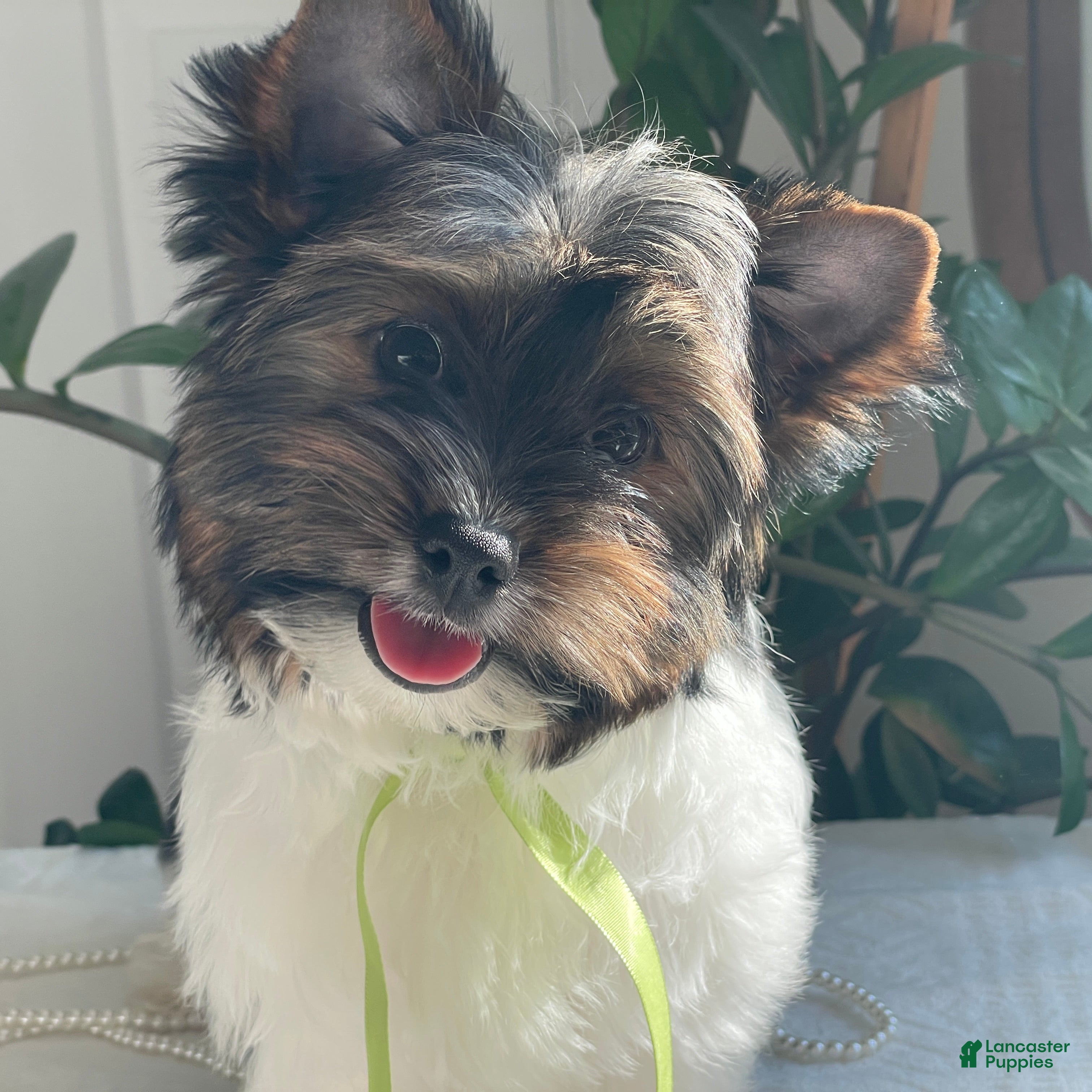 Biewer Terrier dogs Paco  - Ad 30