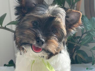 Biewer Terrier dogs Paco - Ad 30
