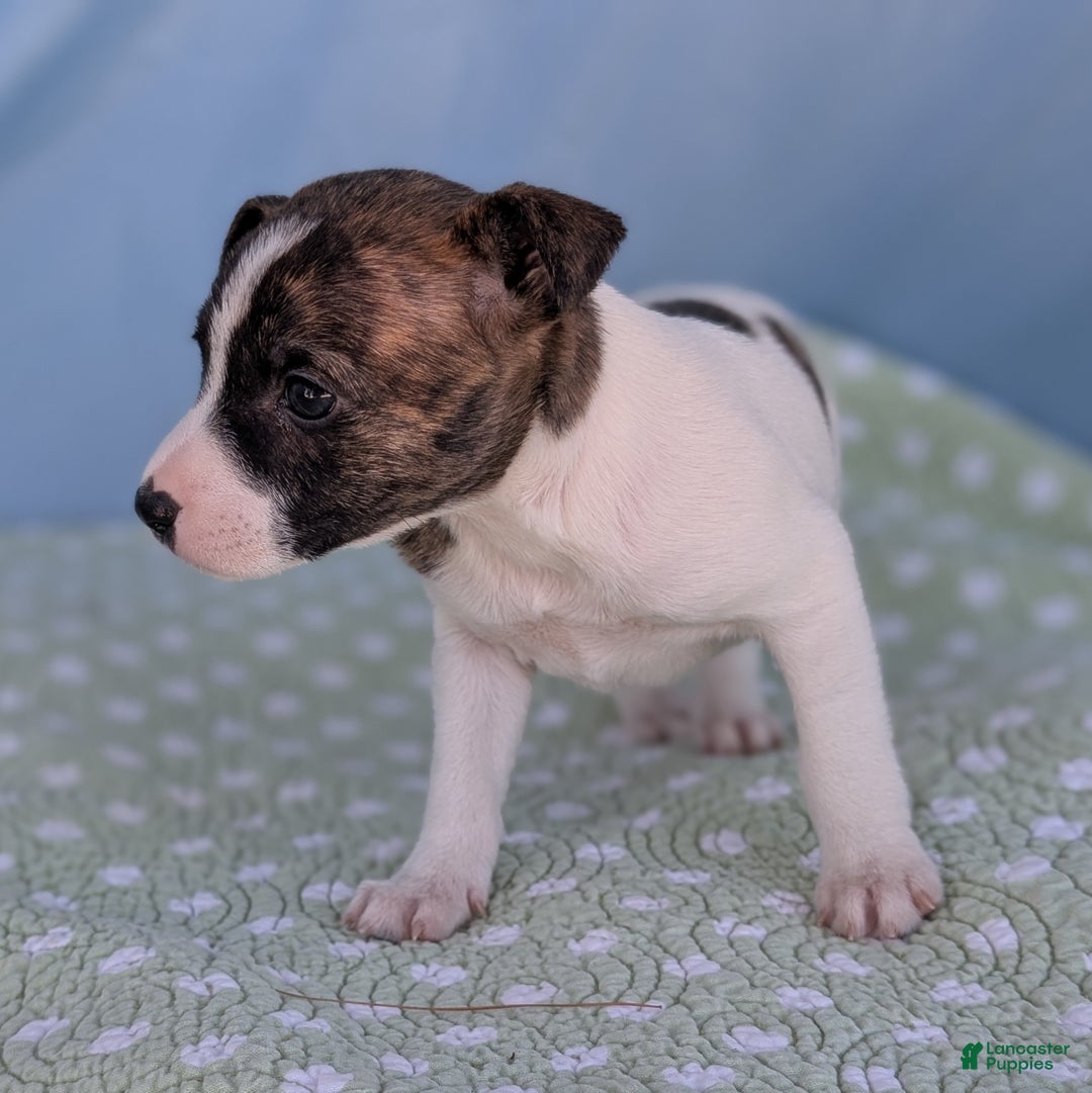 Rat Terrier dogs for sale: Chai - Ad 6