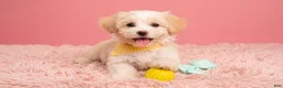 Maltipoo dogs for sale: ANGEL - Ad 4