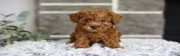 Toy Poodle dogs for sale: Quince - Ad 3