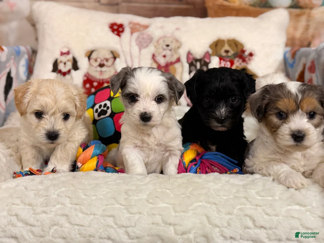 Mixed Breed dogs for sale: Mocha - Ad 13