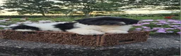 Teddy Bear dogs for sale: Candi - Ad 5