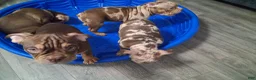 American Bully dogs for sale: American Bully Puppy 1 - Ad 24