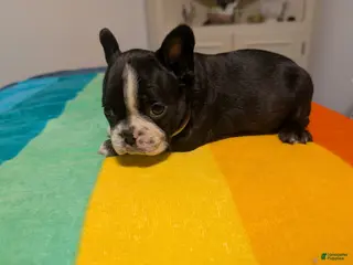 Frenchton dogs for sale: Dianna - Ad 1