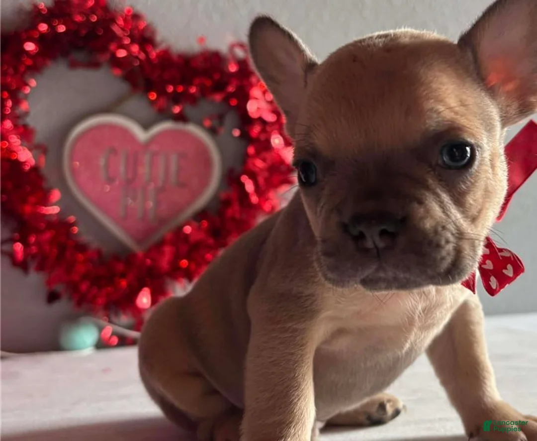 French Bulldog dogs for sale: Shelby - Ad 2