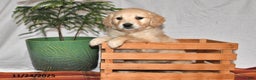 Golden Retriever dogs for sale: Snuggles - Ad 1