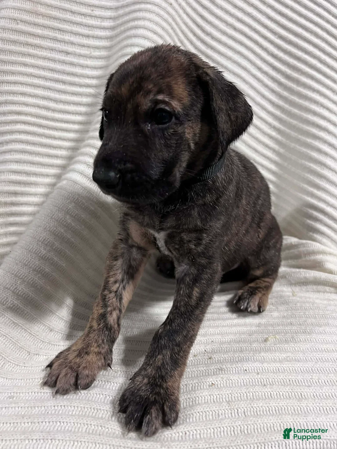 Mixed Breed dogs for sale: Hank - Ad 1