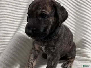 Mixed Breed dogs for sale: Hank - Ad 1