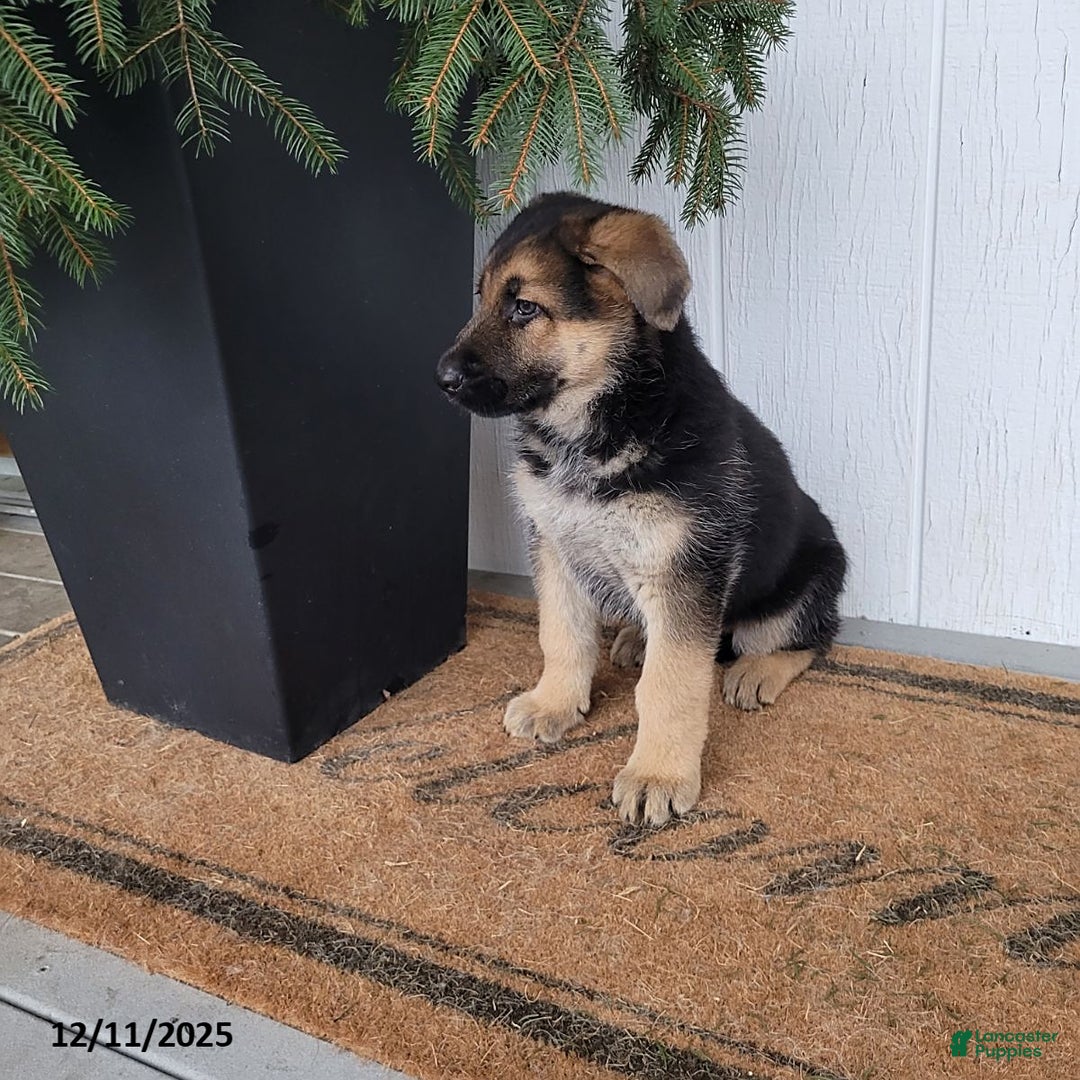 German Shepherd dogs for sale: Max - Ad 2