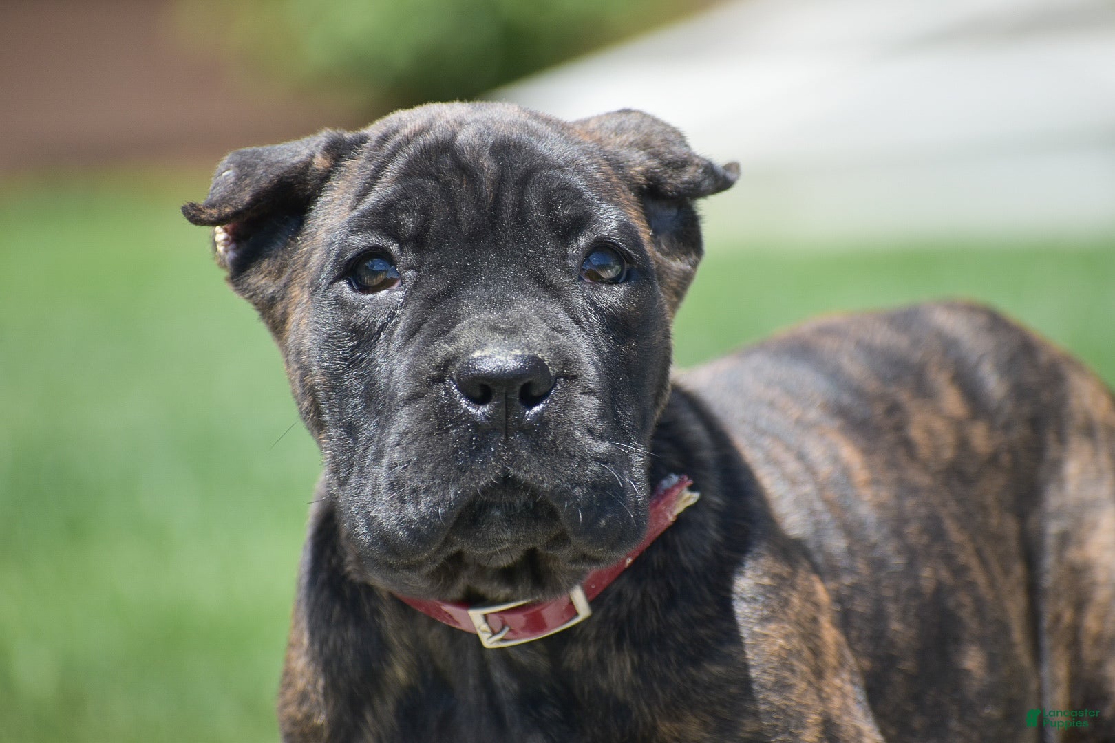 Cane Corso dogs Caden - Ad 2