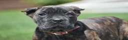 Cane Corso dogs for sale: Caden - Ad 2