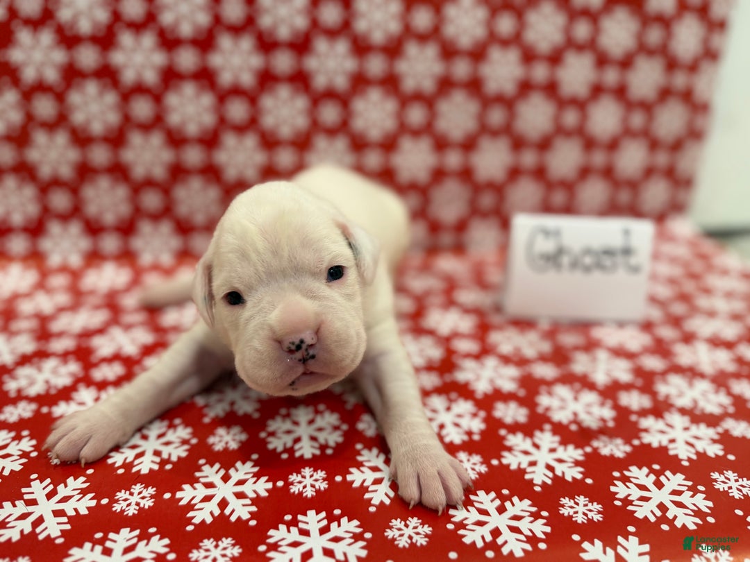 Boxer dogs for sale: Ghost - Ad 1