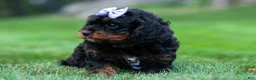 Cavapoo dogs for sale: Wanda 🐶 - Ad 16