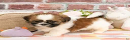 Shih Tzu dogs for sale: Fergie  - Ad 4