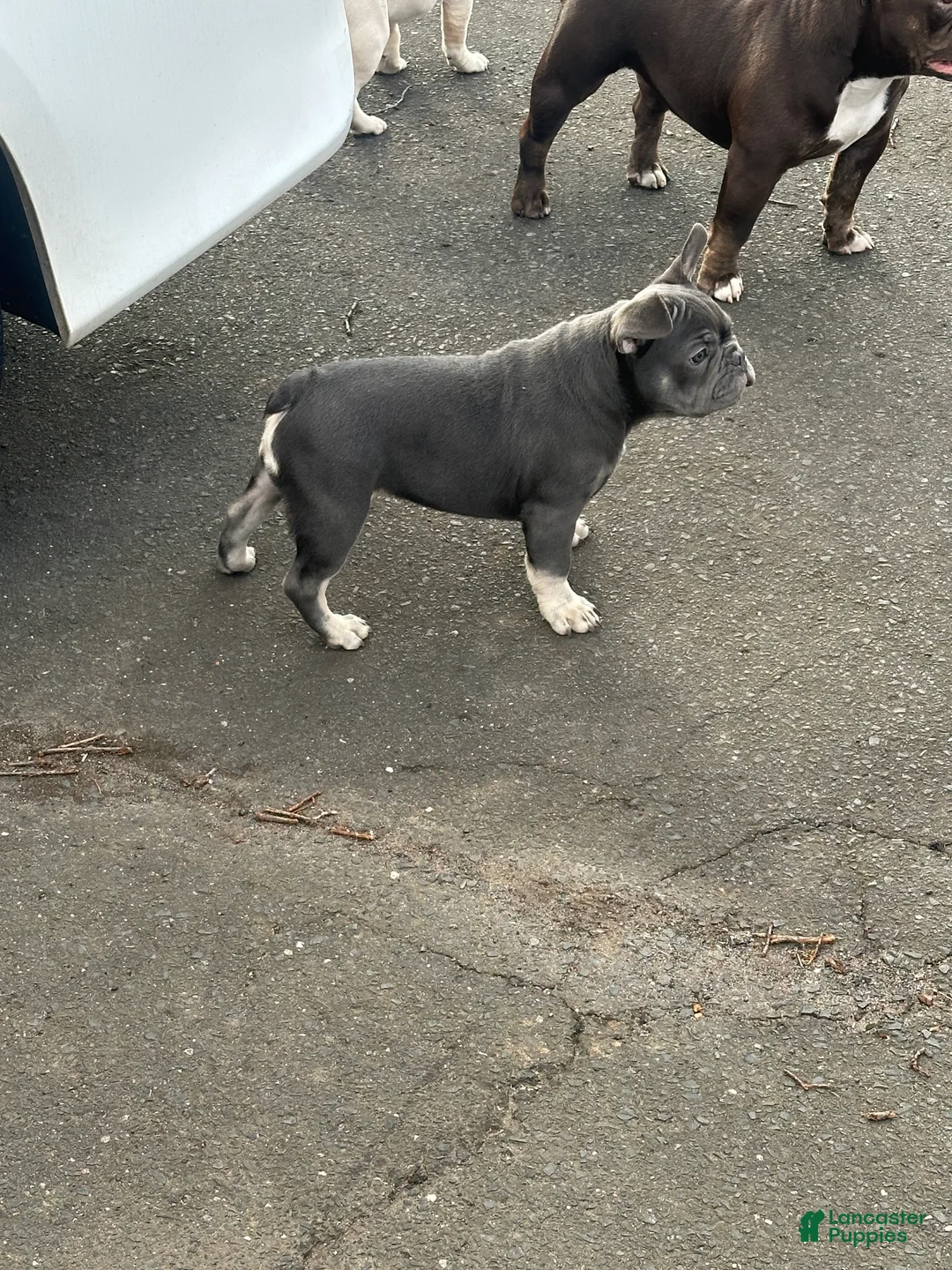 French Bulldog dogs for sale: French Bulldog Puppy 1 - Ad 1