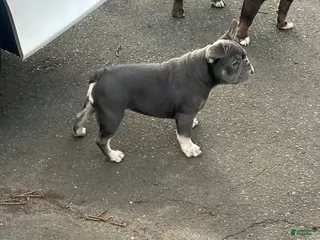 French Bulldog dogs French Bulldog Puppy 1 - Ad 30