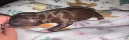 Chihuahua dogs for sale: Chihuahua 3 - Ad 6
