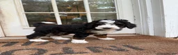 Mini Bernedoodle dogs for sale: Bruno Jr. - Ad 3