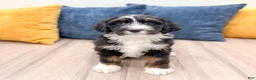 Bernedoodle dogs for sale: Bunkie - Ad 3