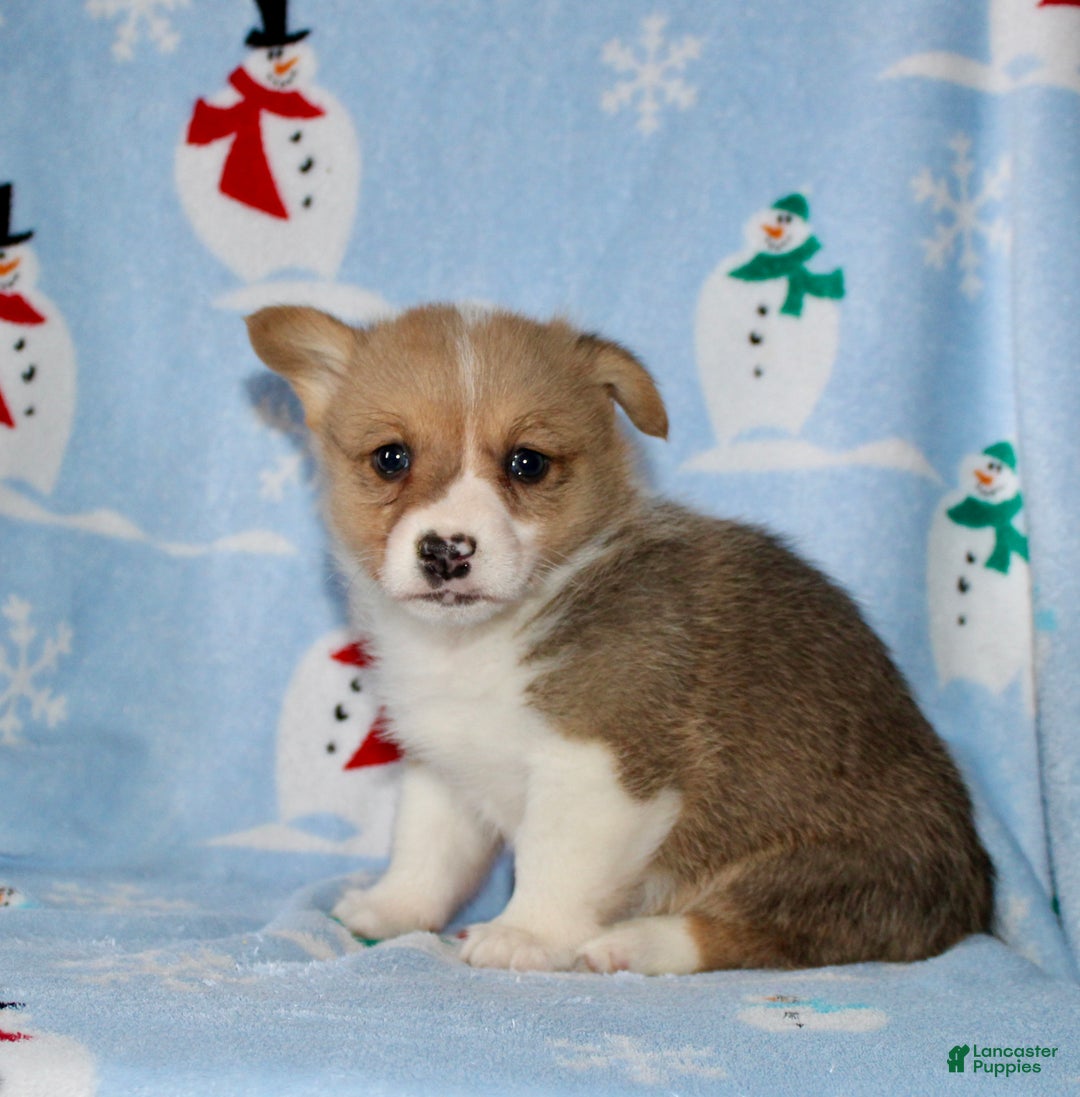 Welsh Corgi Pembroke dogs for sale: Mack - Ad 5
