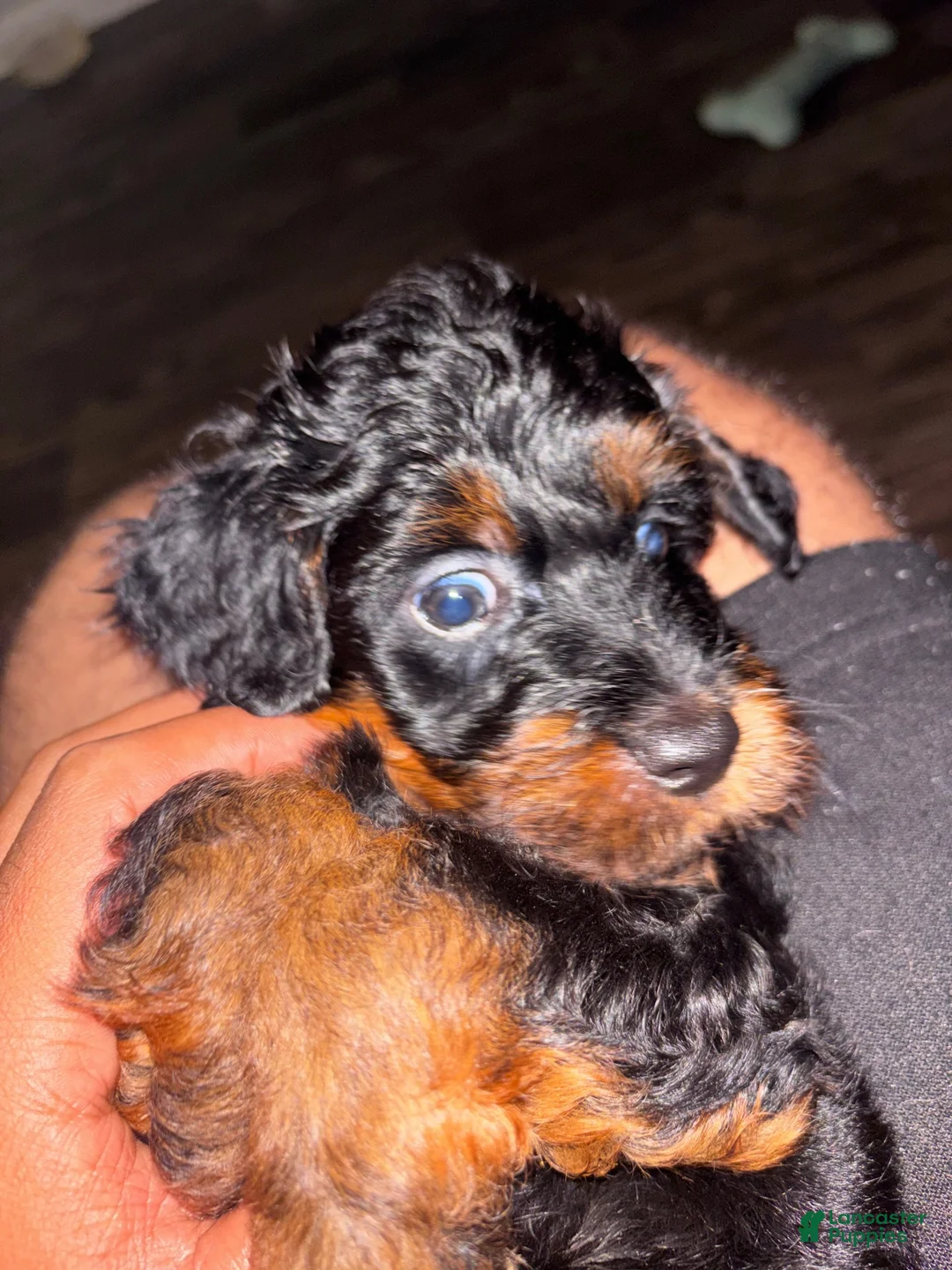 Mini Aussiedoodle dogs for sale: Mini Aussiedoodle 1 - Ad 2