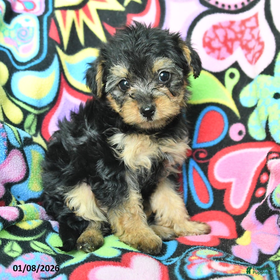 Yorkiepoo dogs Hugh - Ad 2