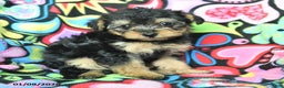 Yorkiepoo dogs for sale: Hugh - Ad 2