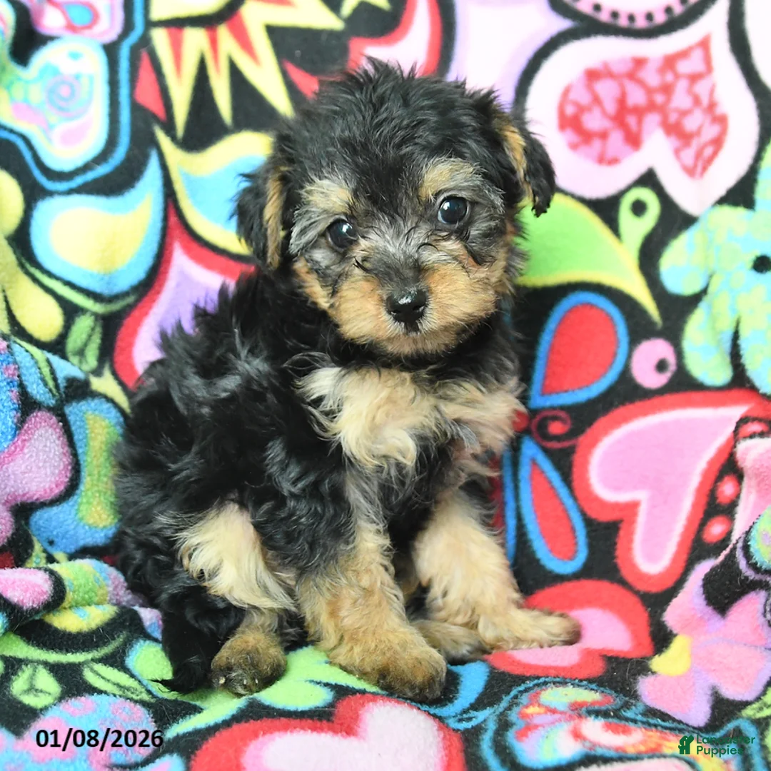 Yorkiepoo dogs for sale: Hugh - Ad 2