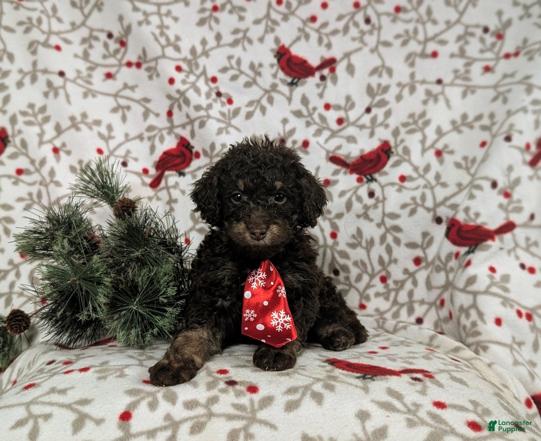 Mini Bernedoodle dogs for sale: Adken Hypoallergenic - Ad 5