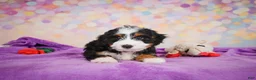 Mini Bernedoodle dogs for sale: Shadow - Ad 7