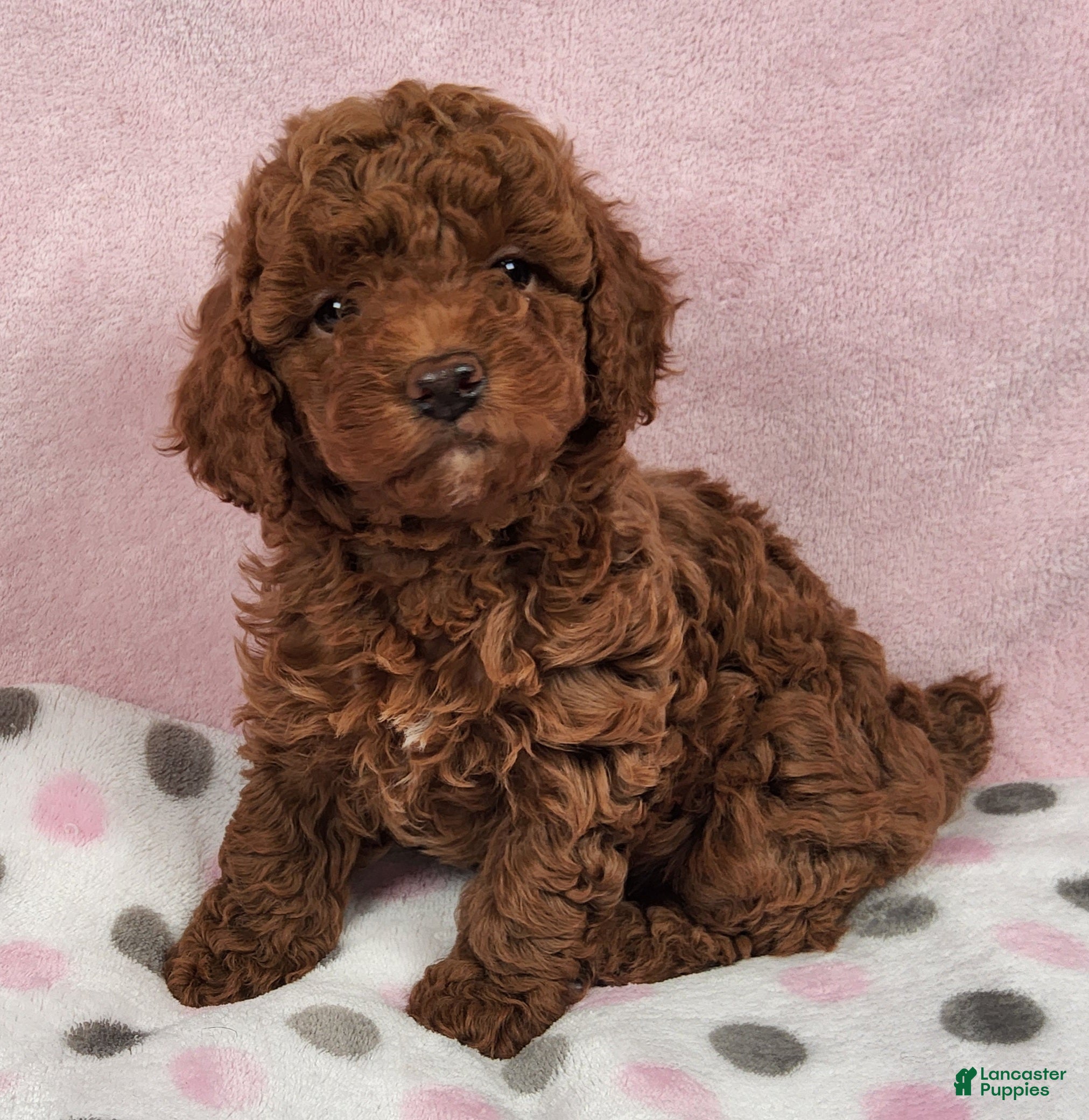 Toy Poodle dogs Snickers Aura - Ad 1