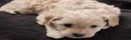 Maltipoo dogs for sale: Maltipoo Puppy 1 - Ad 3