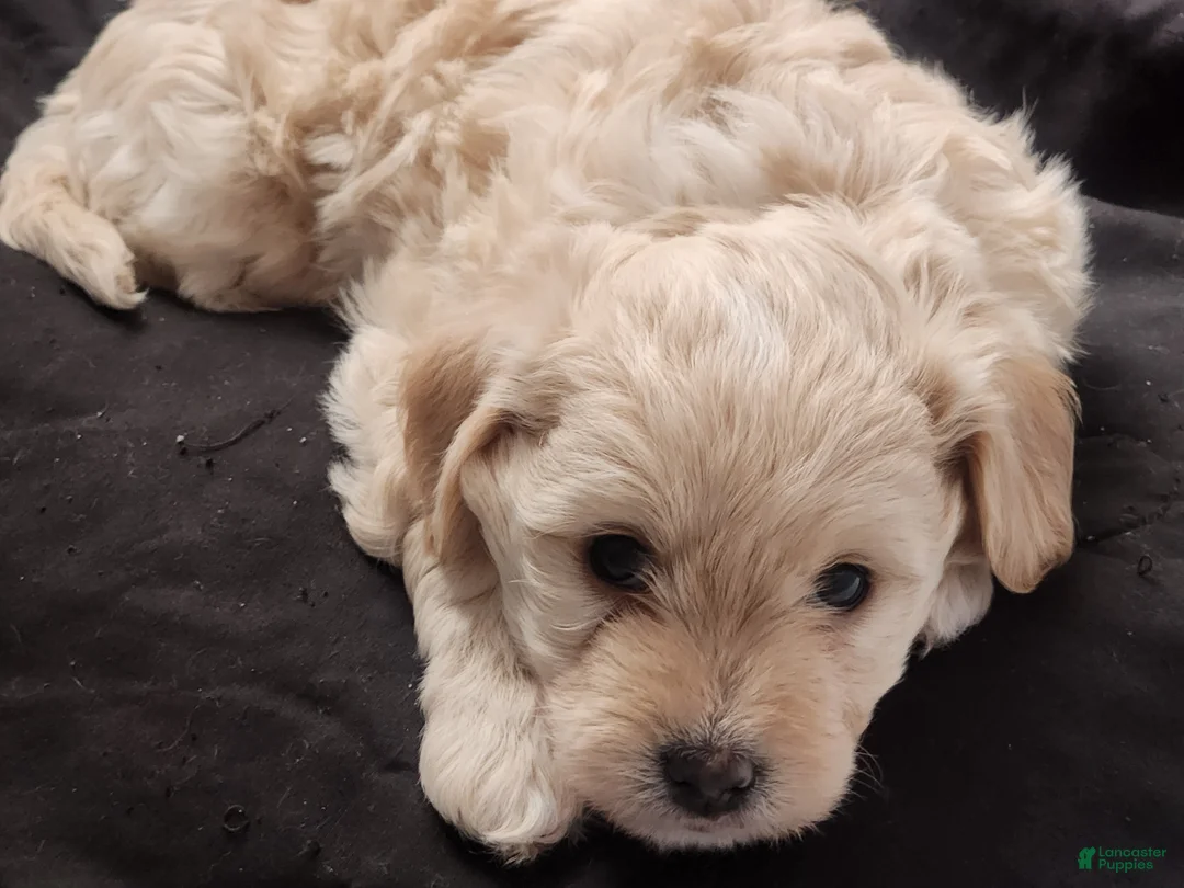 Maltipoo dogs for sale: Maltipoo Puppy 1 - Ad 3