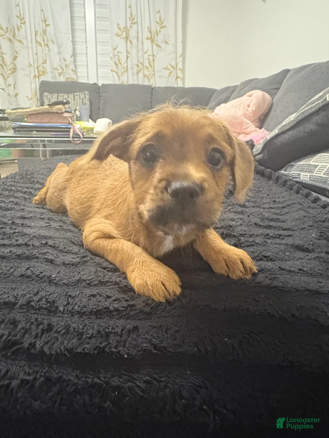 Mixed Breed dogs for sale: Mila - Ad 2
