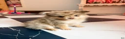 Pomeranian dogs for sale: Fallon  - Ad 1