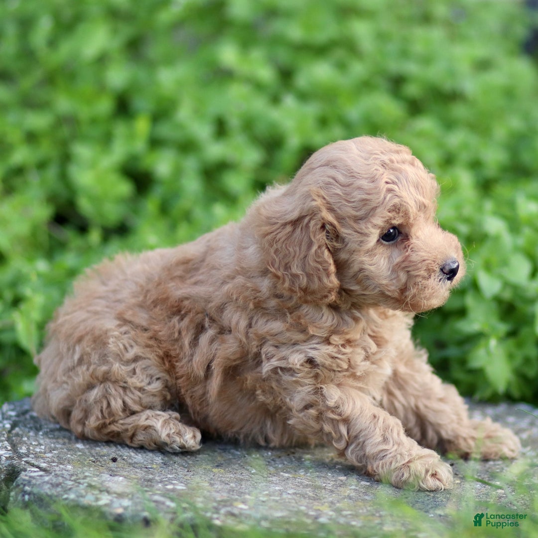 Toy Poodle dogs for sale: Baxter - Ad 10
