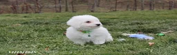 Bichon Frise dogs for sale: Rory - Ad 16