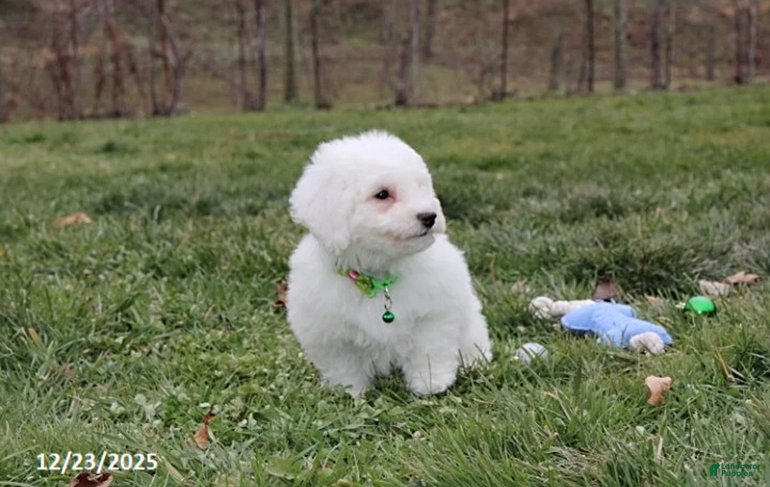 Bichon Frise dogs for sale: Rory - Ad 16