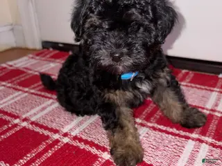 Maltipoo dogs Maltipoo Puppy 1 - Ad 12