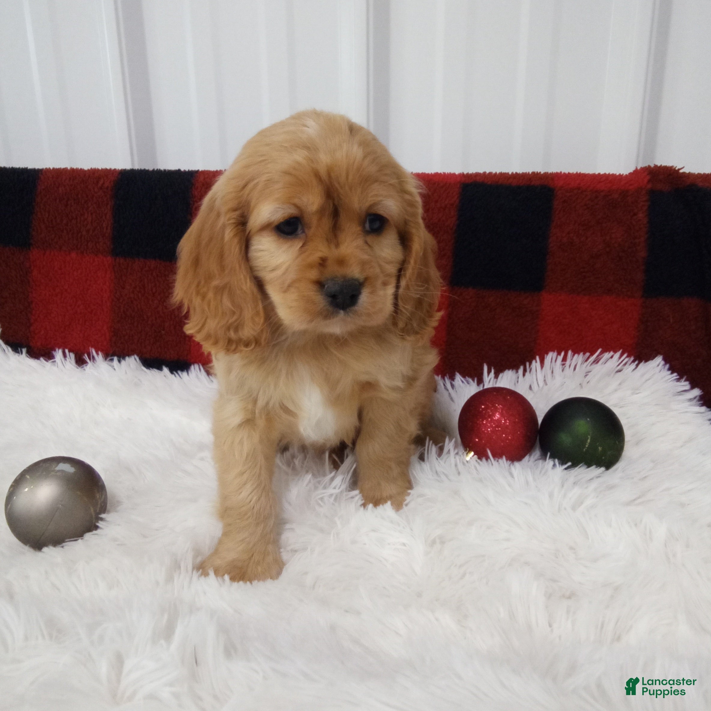 Cockalier dogs Vince - Ad 4