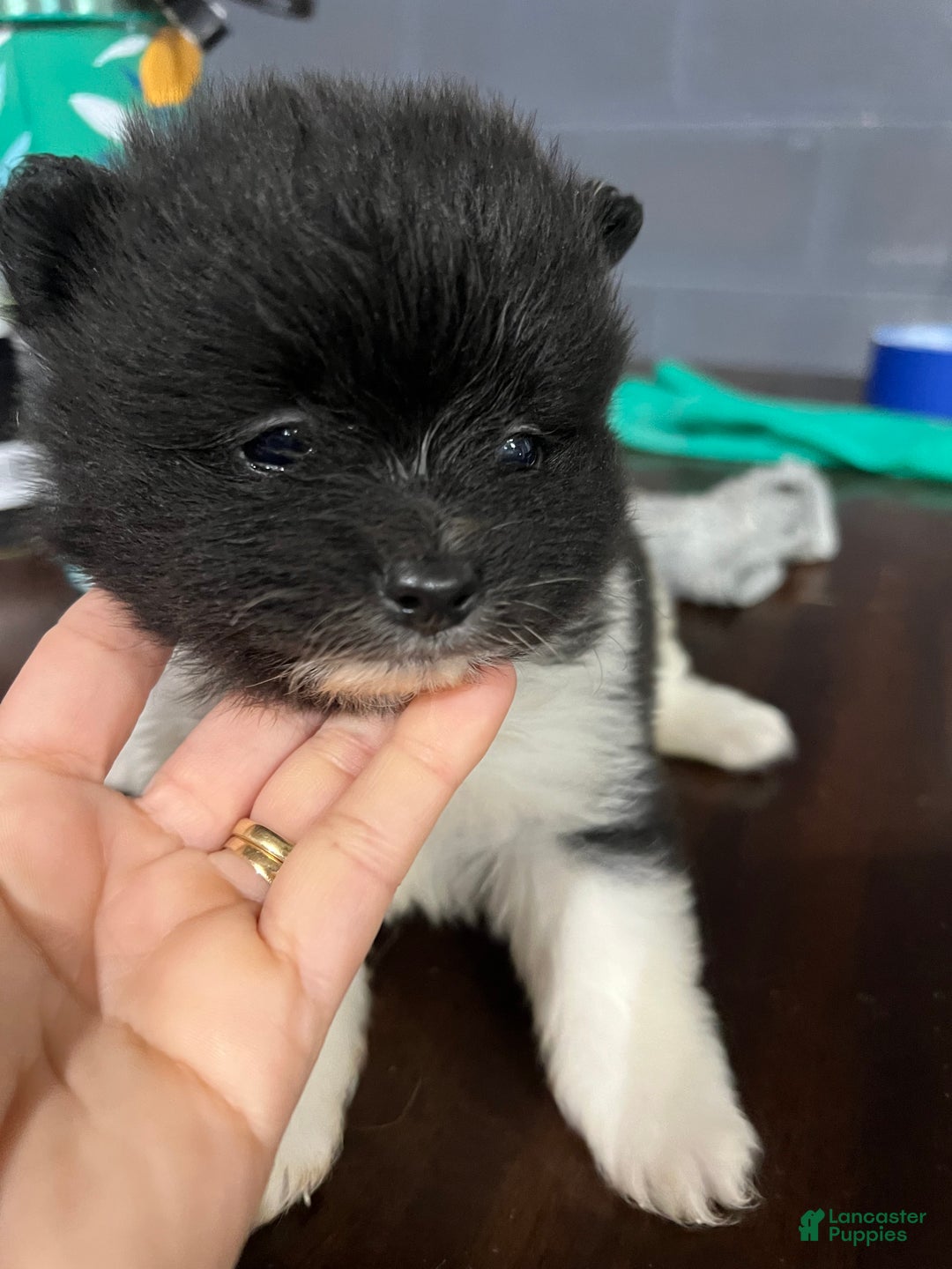 Pomeranian dogs for sale: Pomeranian Puppy 3 - Ad 1